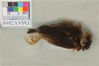 藏品(白頭翁)的圖片